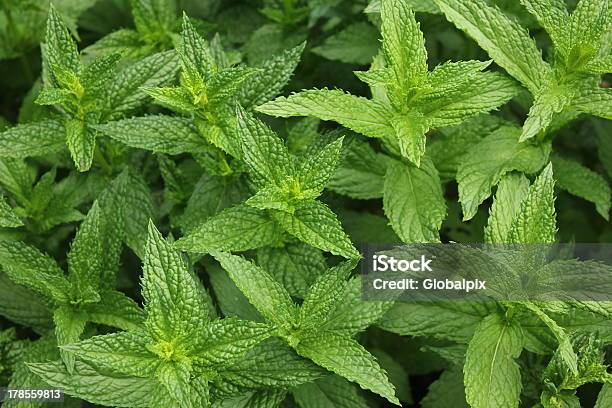 Menta Piperina Menta Fresca Foto de stock y más banco de imágenes de Aire libre - Aire libre, Alimento, Asistencia sanitaria y medicina