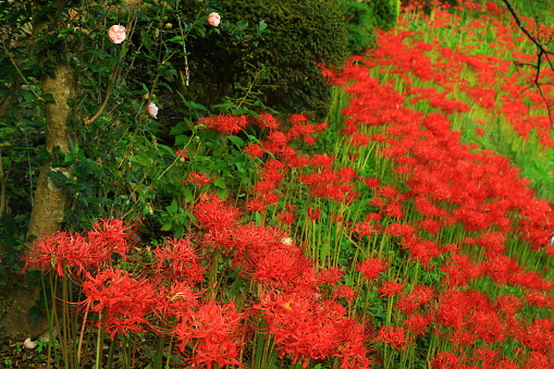 Red spider lily in full bloom