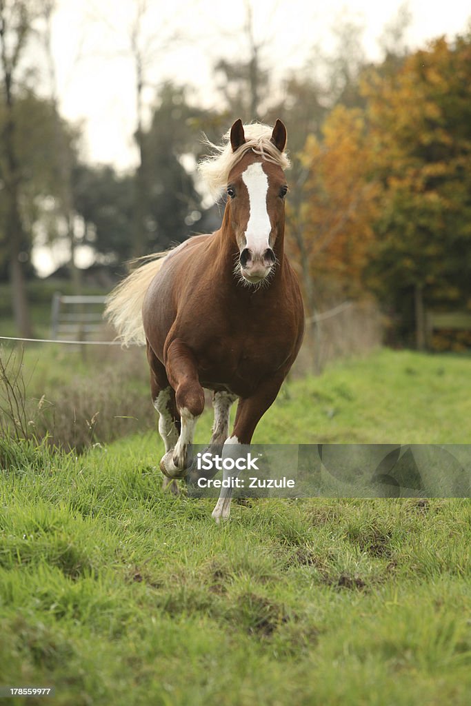 Nizza welsh pony Hengst mit blonden Haaren Laufen auf pasturage - Lizenzfrei Aktivitäten und Sport Stock-Foto