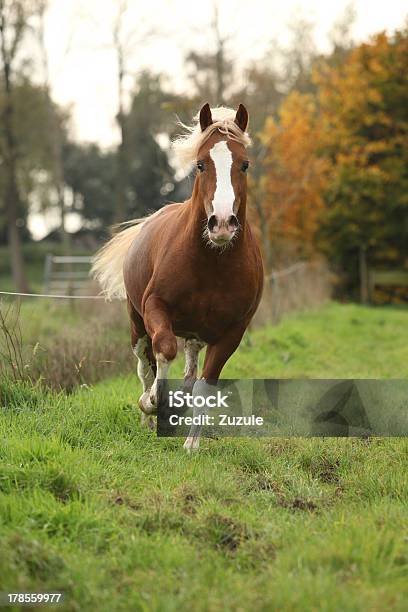 Nizza Welsh Pony Hengst Mit Blonden Haaren Laufen Auf Pasturage Stockfoto und mehr Bilder von Aktivitäten und Sport