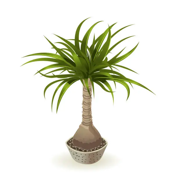 Vector illustration of Tropical palm tree with branches on a white background for interior design in isometric illustration. Vector illustration