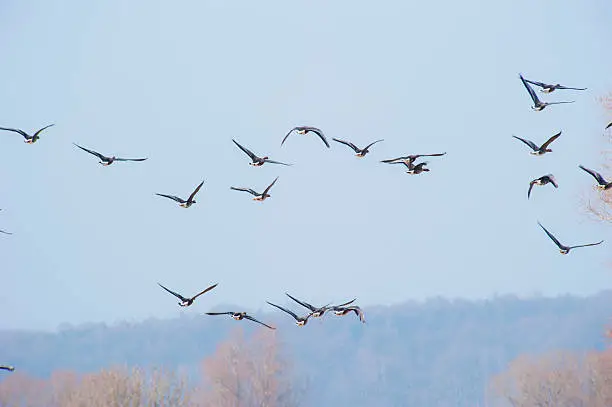 Group of geese flying overhead departing from flight against a clear blue sky