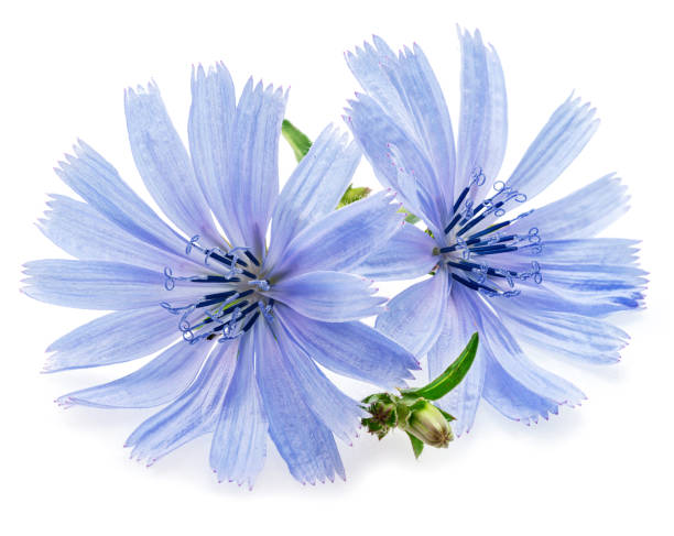 istock Chicory flowers closeup on the white background. 1785603724