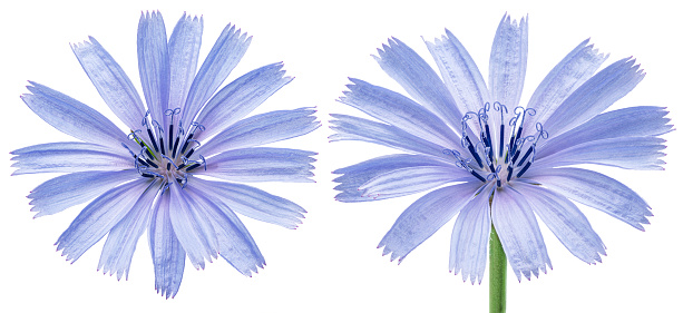 Chicory flowers on  white background. File contains clipping paths.