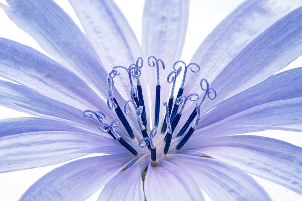 Chicory blue flower on macro