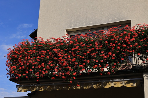 Oktober 18, 2023, Viernheim: Red balcony plants on a balcony in the center of the town of Viernheim in Hesse