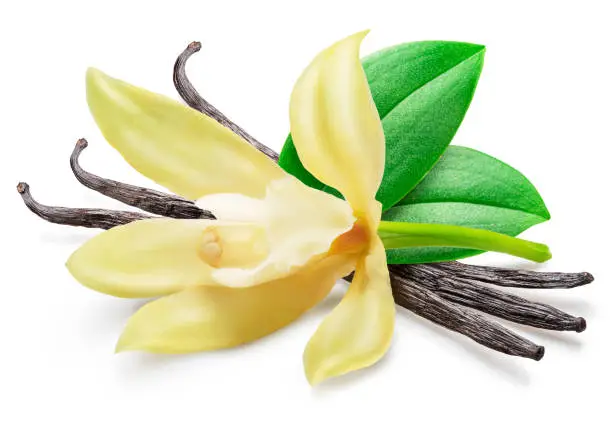Photo of Vanilla flower and beans or vanilla sticks isolated on white background.