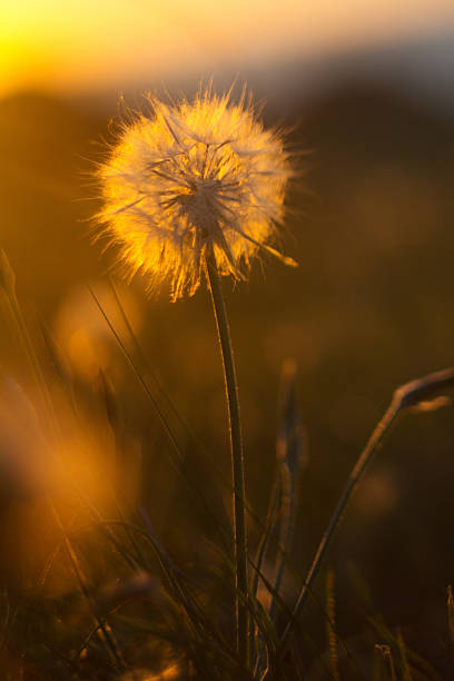 istock dandelion at sunset in a golden light 178560711