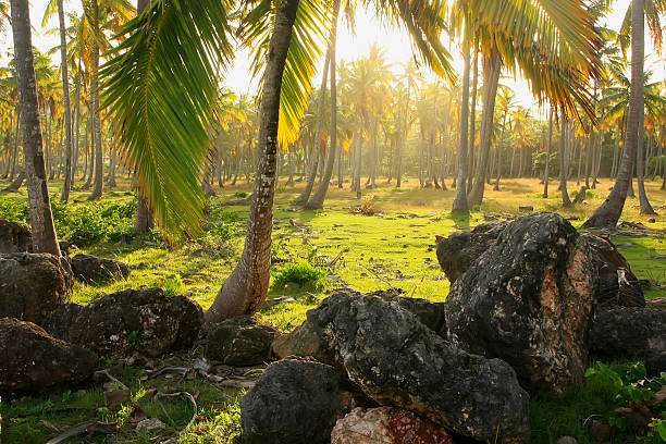 Coconut trees grove, Las Galeras beach, Samana peninsula, Dominican Republic