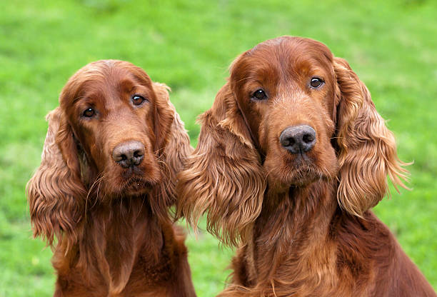 Cute Irish Setter pair Portrait of a curious Irish Setter pair as looking at the camera irish setter stock pictures, royalty-free photos & images