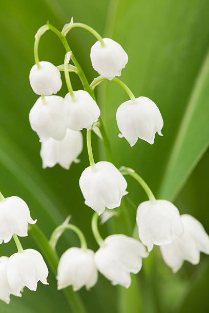 istock lily of the valley 178560975
