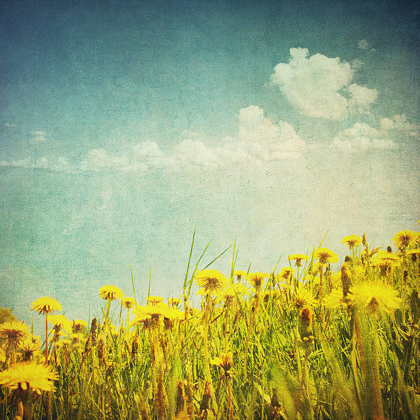 istock vintage image of dandelion field 178560996
