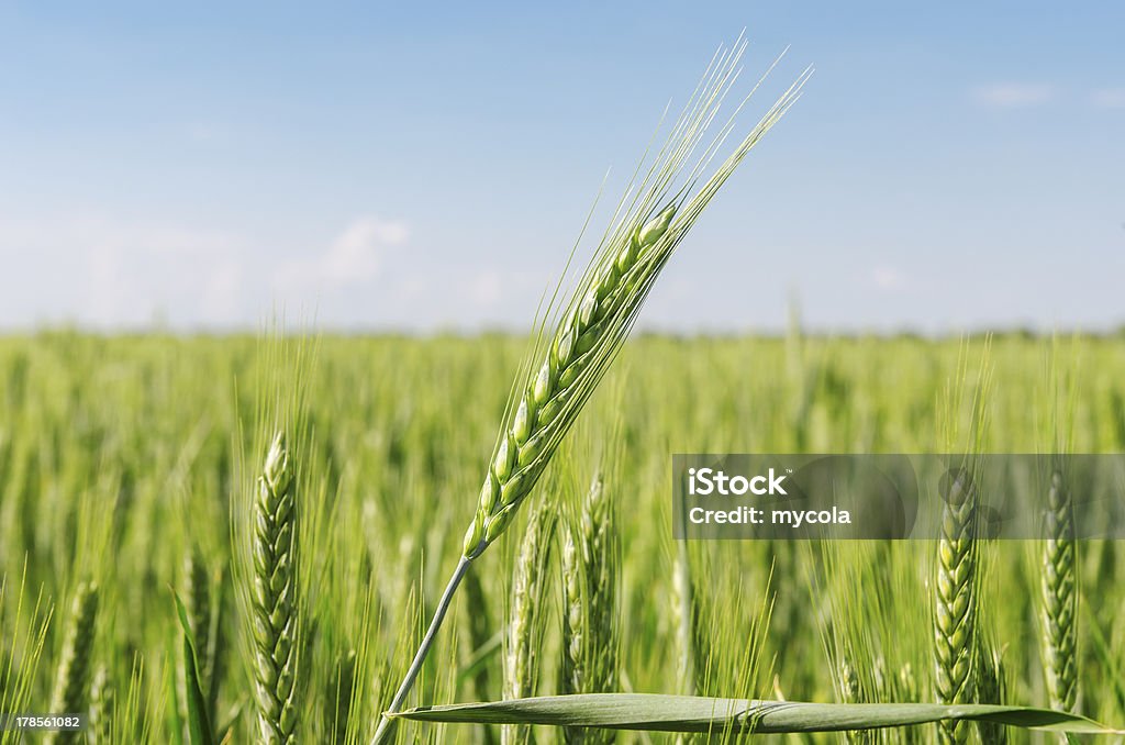 Campo Verde spikelet mais - Foto de stock de Agricultura royalty-free