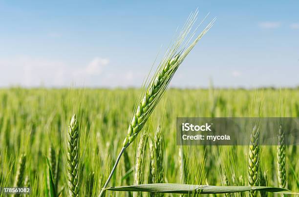 Foto de Campo Verde Spikelet Mais e mais fotos de stock de Agricultura - Agricultura, Azul, Caule