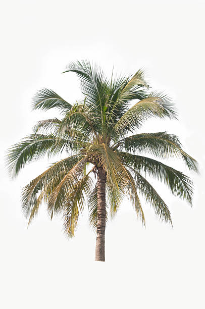 Drzewo kokosowe – zdjęcie
