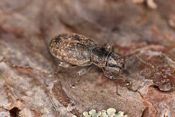 istock Brachyderus incanus on pine, macro photo 178561255
