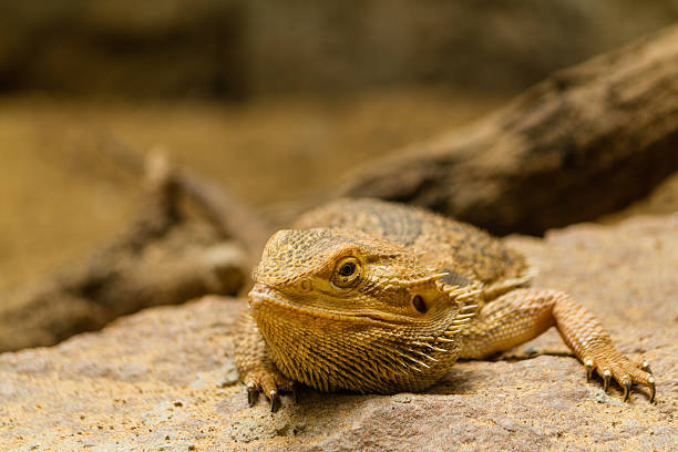 Portrait of a bearded agama. Portrait of a bearded agama.  hoplocercidae stock pictures, royalty-free photos & images