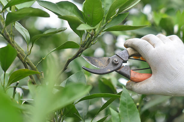 Pruning an orange tree stock photo