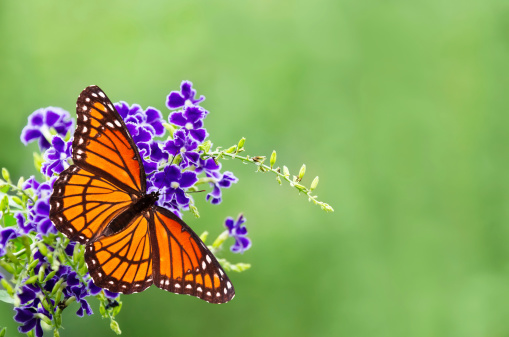Viceroy butterfly (Limenitis archippus) on blue flowers. Soft green background with copy space. Viceroy is often mistaken for Monarch butterfly because it resembles Monarch very closely.