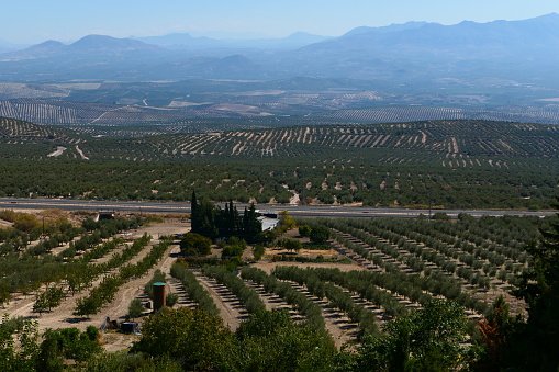 Olive growing, surroundings of Baeza, Andalusia