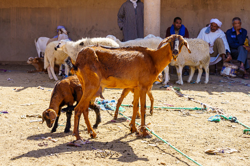 Rissani, Morocco - April 02, 2023: Market scene, with livestock on sale, sellers, and shoppers, in Rissani, Sahara Desert, Morocco