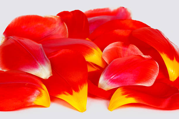 istock Many colored petals of tulips 178562309