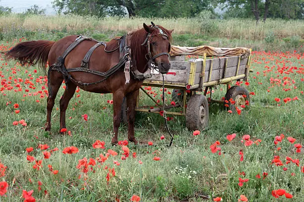 Photo of Domestic horse, equus caballus, single  cart poppy field,