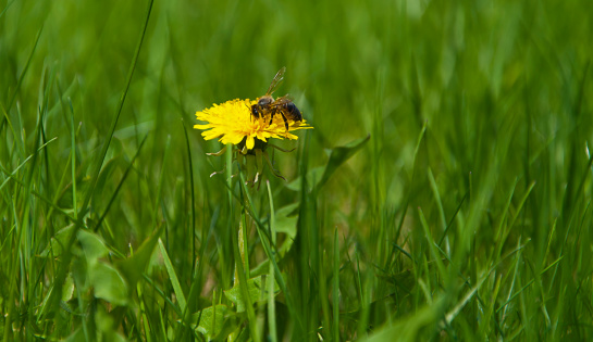 yellow dandelion and bee