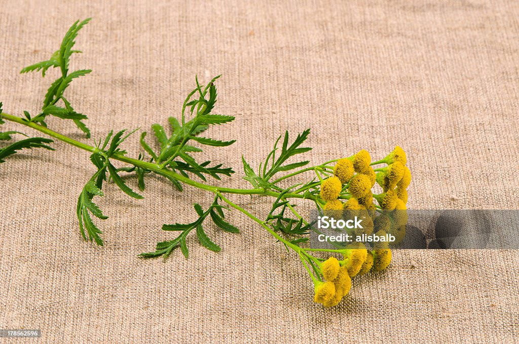 medical herb Tanaceto (Tanacetum vulgare) com um pano - Royalty-free Amarelo Foto de stock