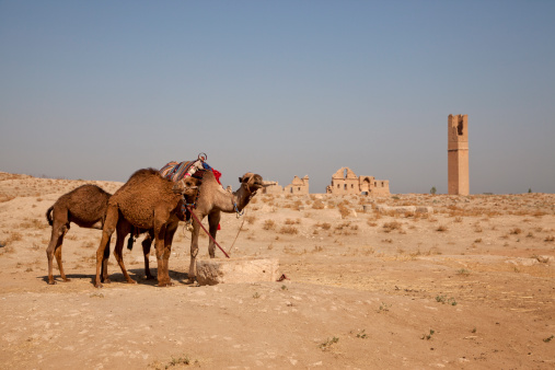 camels at Harran urfa turkey