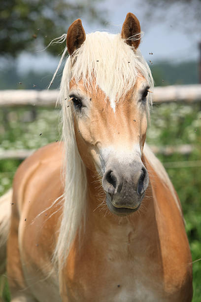 istock Portrait of chestnut haflinger on pasturage 178562846