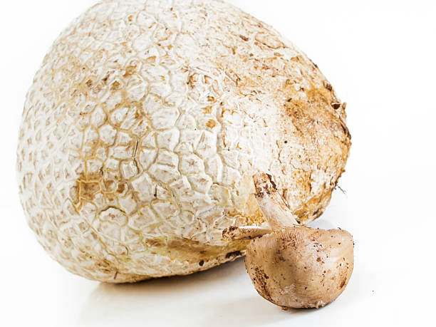 Puffball The western giant puffball grows on composted soil such as in meadows, fields, and forests, roadsides, sagebrush flats, pastures, and other sunny places. marasmius siccus stock pictures, royalty-free photos & images