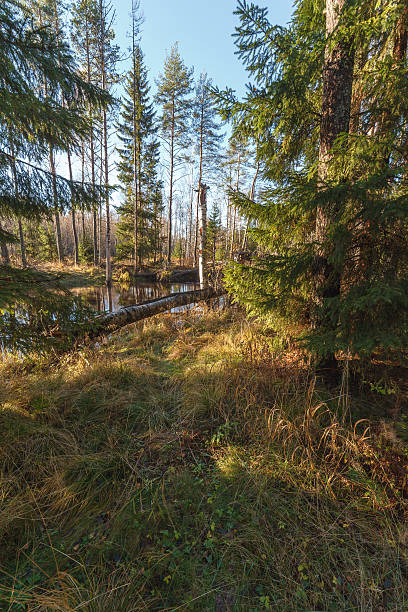 istock Autumn wood in solar weather at the river 178562941