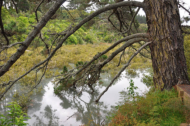 Tree by the waterside stock photo