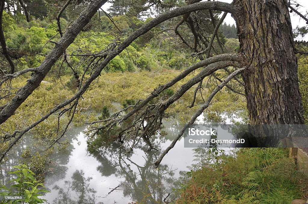 Дерево в waterside - Стоковые фото Ветвь - часть растения роялти-фри