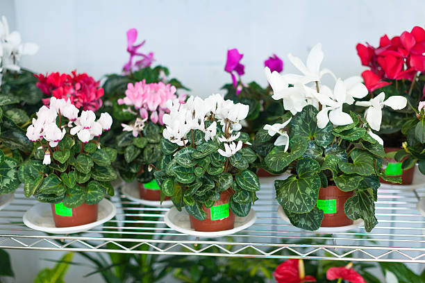 istock Cyclamen in pots at flower store 178563213