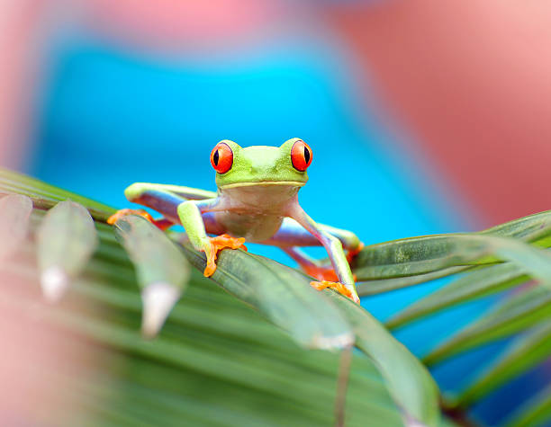 istock Red-eyed Tree Frog, Costa Rica 178563362