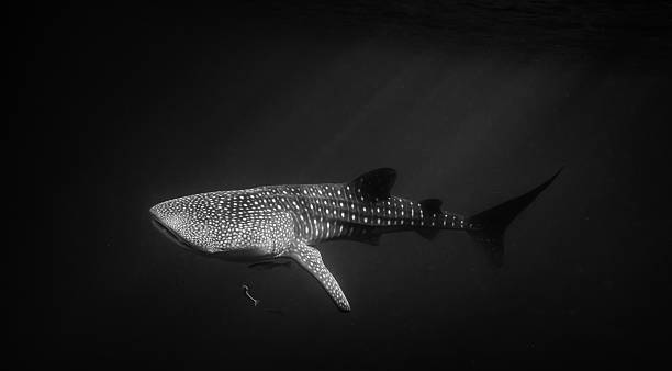 istock whale shark in the afternoon sun 178563400