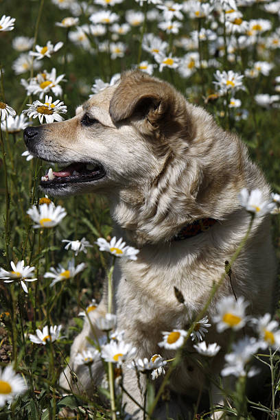 Yorkshire Terrier with flower.