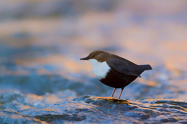 White-throated Dipper river bird (Cinclus-cinclus) "bird species Cinclus cinclus, Vosges, France" cinclidae stock pictures, royalty-free photos & images