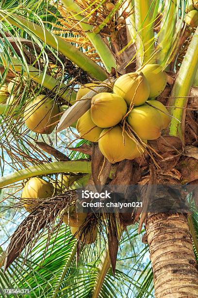 Tropische Kokosnüsse Stockfoto und mehr Bilder von Agrarbetrieb - Agrarbetrieb, Baum, Blatt - Pflanzenbestandteile