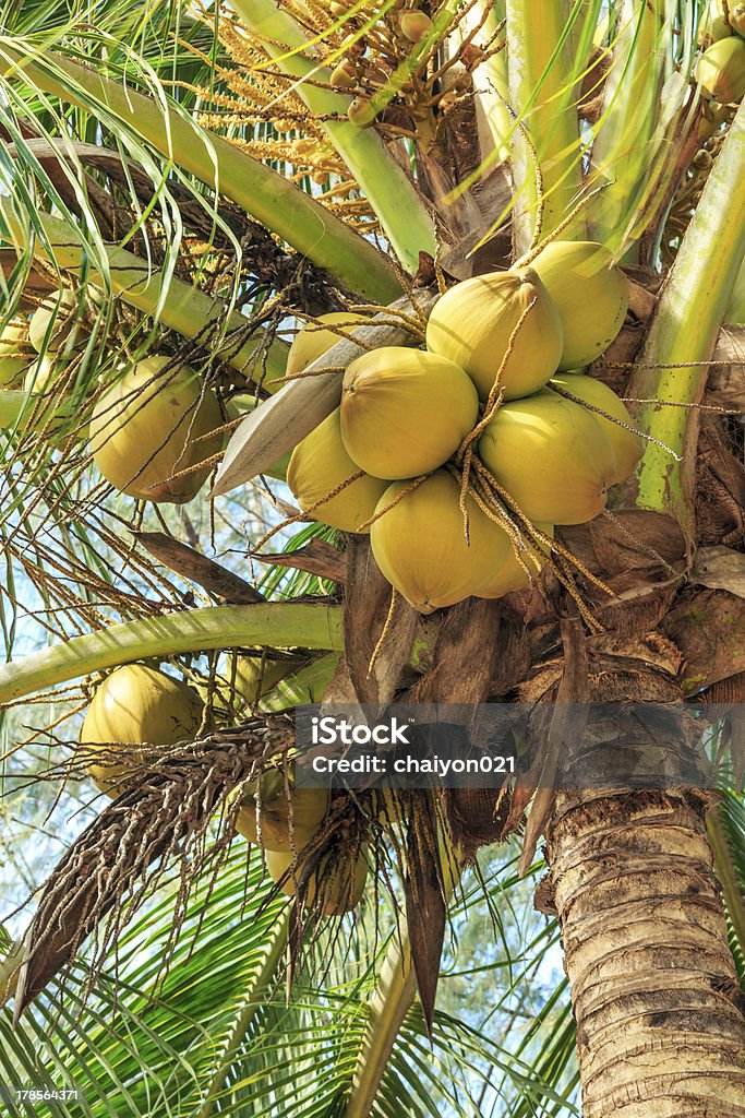 Cocos Tropical - Royalty-free Agricultura Foto de stock