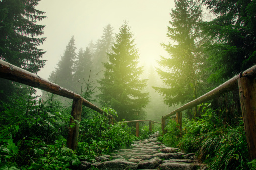 Old wooden footbridge surrounded by green leaves and branches in forest