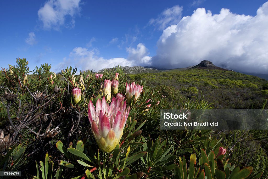 Pink Proteas at Silvermine,Cape Town Fynbos nature reserve with Protea flowers. Cape Town Stock Photo