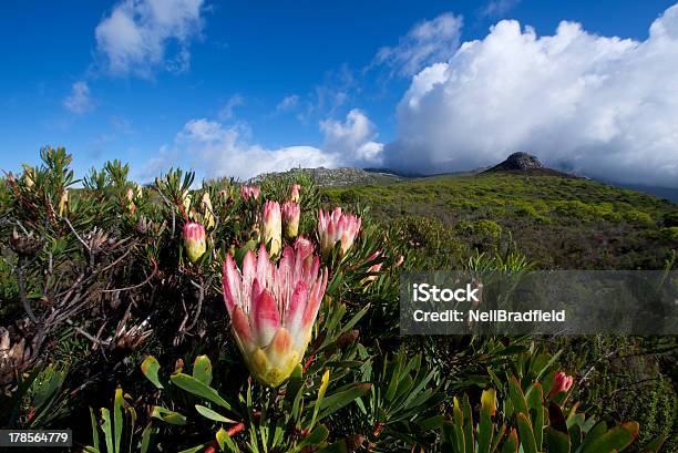 Pink Proteas At Silvermine Cape Town Stock Photo - Download Image Now - Cape Town, Capital Cities, Flower