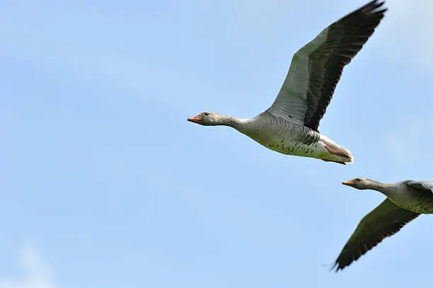 Pair of geese flying overhead against a clear blue sky