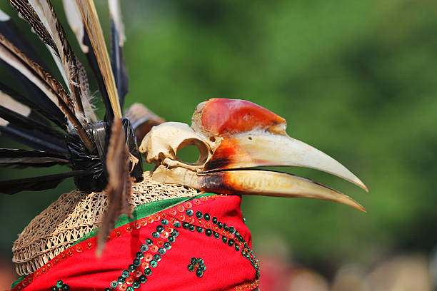 calau-cabeça - dayak - fotografias e filmes do acervo