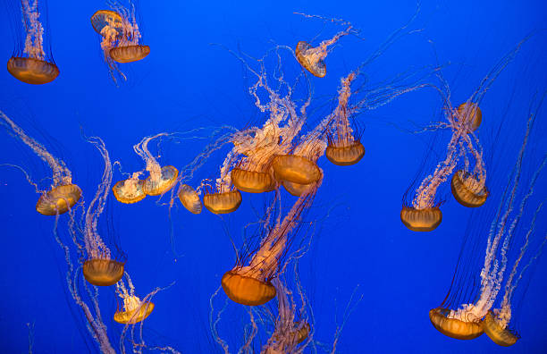 istock beautiful jelly fishes 178564917