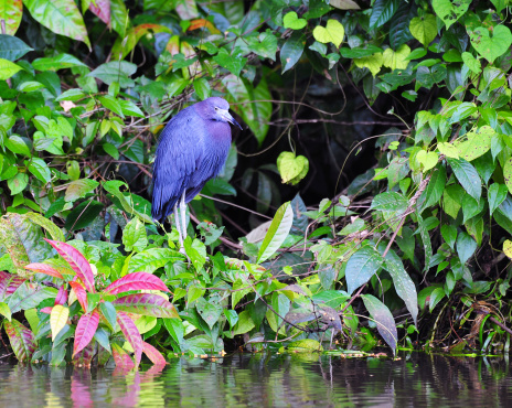 A Little Blue Heron perches by the river, Tortuguero,Costa Rica