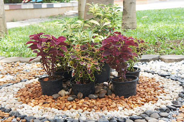 istock Small garden decorated with pebble and little plant 178565149
